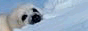 A seal with the word ‘dream’ appearing beside it.